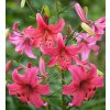 Lilie PINK FLIGHT - lilium