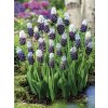 Muscari latifolium GRAPE ICE
