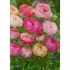 Ranunculus Aviv PICOTEE ROSE