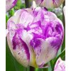 Tulipán Double Shirley