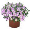 Million bells Aloha DOUBLE PINK BLUSH - calibrachoa