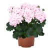 Pelargonium Surv. Idols PAPERBLOOM - muškát
