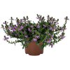 72972 Scaevola Scala Blue