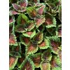 Coleus Stained Glasswork MAGNIFICENT MILE - okrasná kopřiva