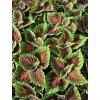 Coleus Stained Glasswork MAGNIFICENT MILE - okrasná kopřiva