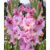 Mečík MAGENTA PRINCESS - gladiolus