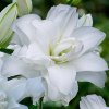 Lilie LOTUS BEAUTY - lilium