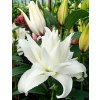 Lilie LOTUS PURE - lilium