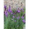 Liatris spicata BLUE - šuškarda (hlíza)
