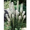 Liatris spicata ALBA - šuškarda (hlíza)