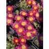 Delosperma cooperi SOLSTICE PURPLE BICOLOR - kosmatec
