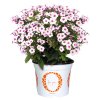 Phlox paniculata Early® Blush Pop 81160 FYpot