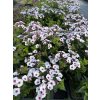 Phlox paniculata EARLY BLUSH POP - plamenka,  flox