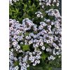Phlox paniculata EARLY BLUSH POP - plamenka,  flox