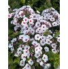 Phlox paniculata EARLY BLUSH POP - plamenka,  flox