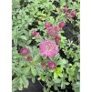 Astrantia major CERISE BUTTON - jarmanka