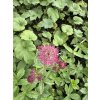 Astrantia major CERISE BUTTON - jarmanka