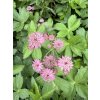 Astrantia major CERISE BUTTON - jarmanka