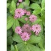 Astrantia major CERISE BUTTON - jarmanka