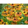 Helenium SAHIN'S EARLY FLOWERER1