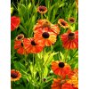 Helenium SAHIN'S EARLY FLOWERER