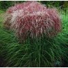 Miscanthus ROTFEDER1