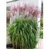 Miscanthus ROTFEDER2
