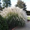 miscanthus yakusima dwarf1