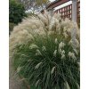 miscanthus yakusima dwarf