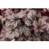 shanghai heuchera 73764 2