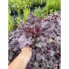 Heuchera hybrida SHANGHAI - dlužicha