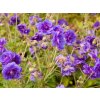 Geranium pratense plenum VIOLACEUM2