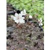 Geranium pratense MIDNIGHT GHOST - kakost luční