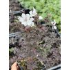 Geranium pratense MIDNIGHT GHOST - kakost luční