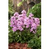 Phlox paniculata FONDANT FANCY1