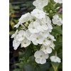 Phlox paniculata JADE - plamenka latnatá, flox