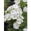 Phlox paniculata JADE - plamenka latnatá, flox