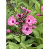 Phlox paniculata MISS ELIE - plamenka latnatá, flox