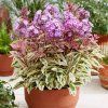 phlox olympus 2