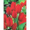 Tulipán FIERY CLUB - tulipa