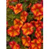 Calibrachoa MF Uno Bakari 08987