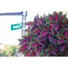 Coleus Main Street Ruby Road2