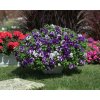 Petunia SS BlueSky Mood 07624 (2)