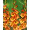 Gladiolus Olympic Flame