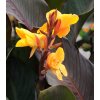 Canna CHOCOLATE SUNRISE