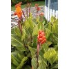 Canna STRIATA 1