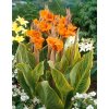canna striata