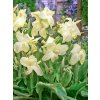 Canna Vanillia Cream 1 4