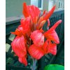 Canna CRIMSON BEAUTY