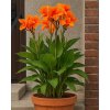 Canna SHINING ORANGE